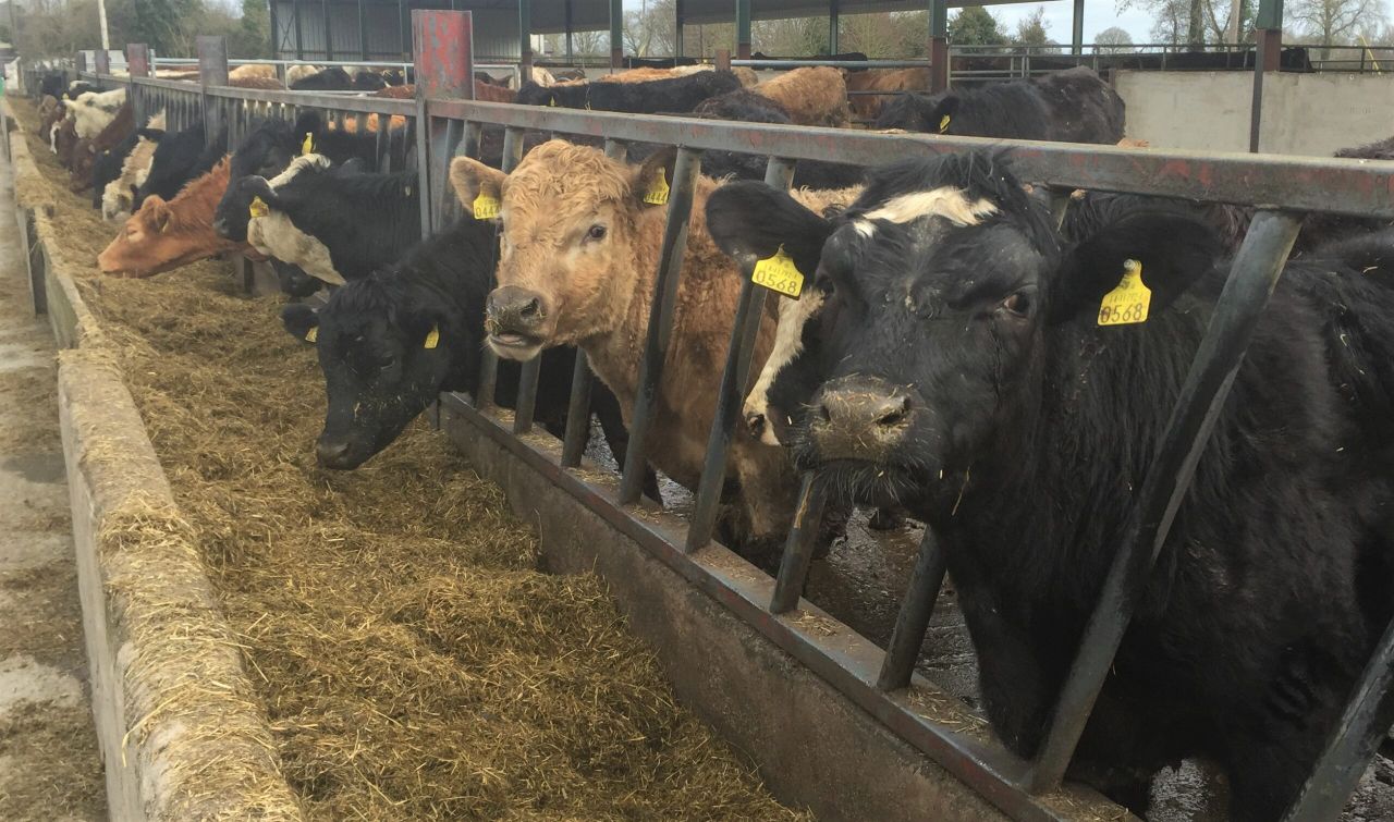Fresh feed is essential for cattle to hit growth targets