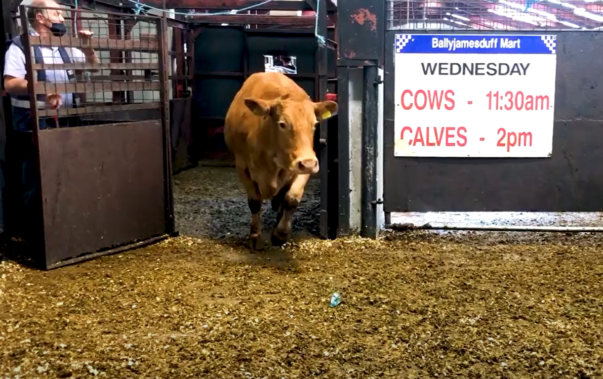 Cull cow trade 'buoyant' at Ballyjamesduff Mart