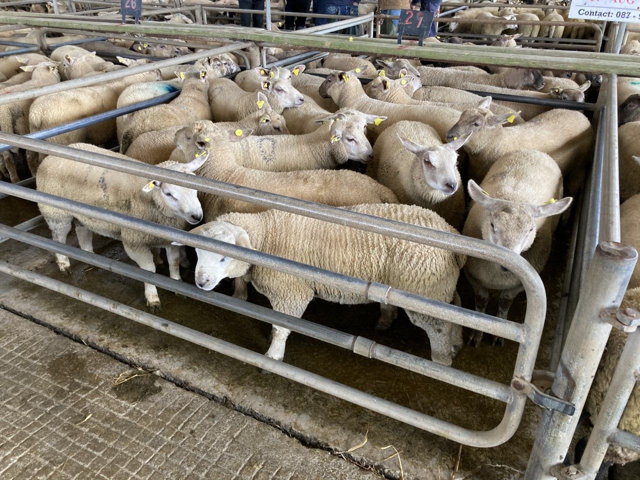 Significant lamb price drop in NI is 'very unreasonable' - UFU