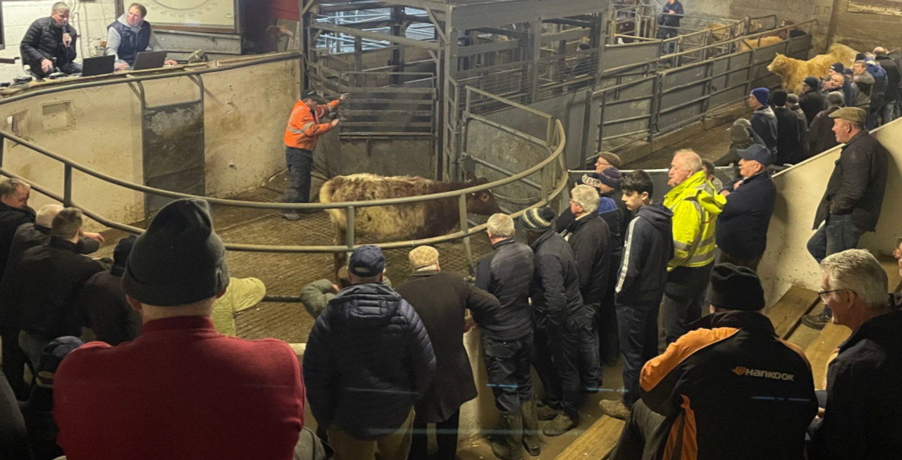 Suckler pairs reach €8,700 at Drumshanbo Mart