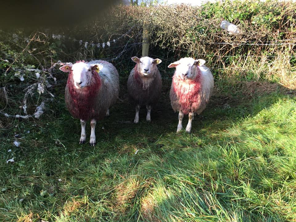 Appeal for information following Tipperary sheep attack