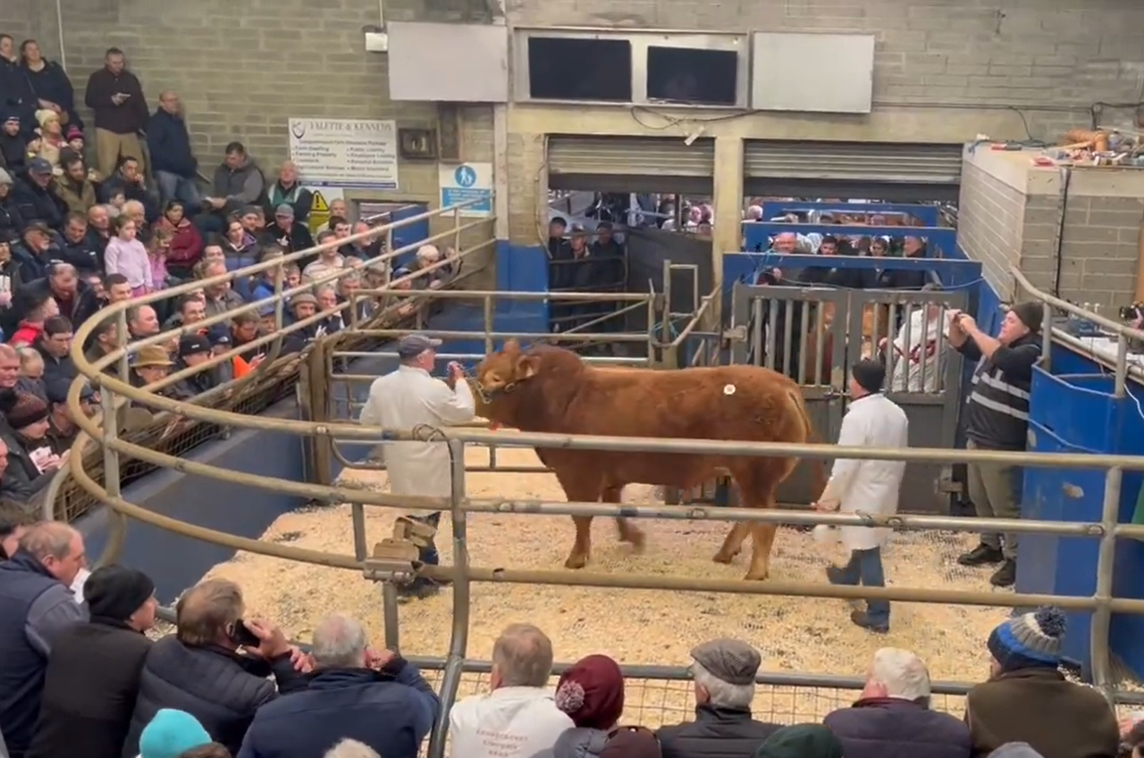 Meath herd takes top price of €17,000 at Roscrea Limousin sale