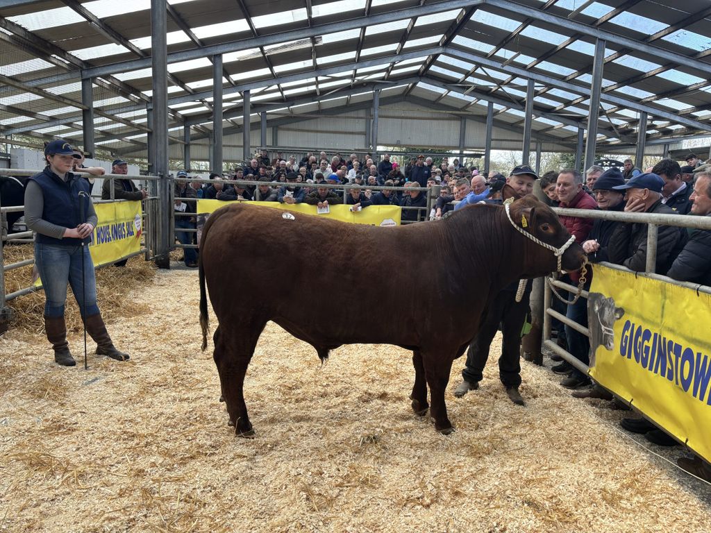 Lot 17, Gigginstown Red Eagle took the top price in the bull section of €6,300