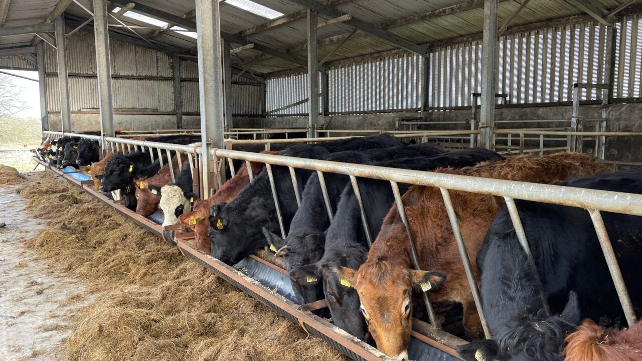 Caution needed when housing cattle in wet, mild conditions
