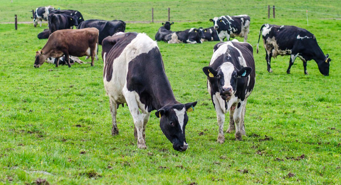 Grass advice: Managing covers and herd nutrition in current weather conditions