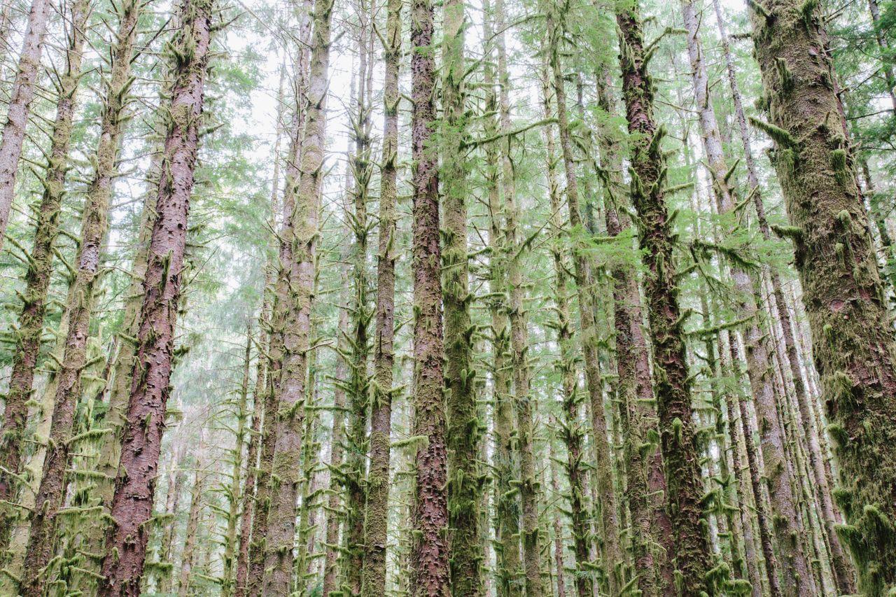 1,651ha of new forestry planted in 2023 - report