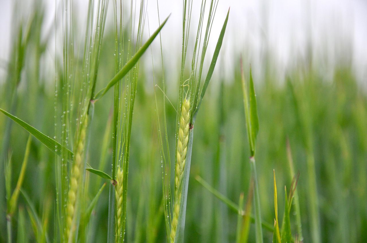 Winter barley: Crop management update