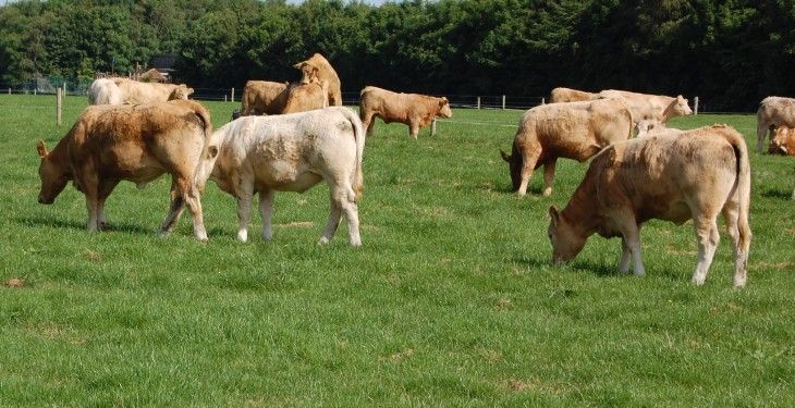 Formal letter to beef taskforce calling for more 'urgency'
