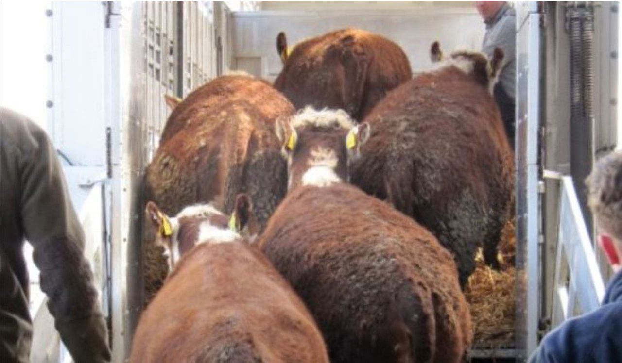 Can farmers travel to buy and sell animals under current restrictions?
