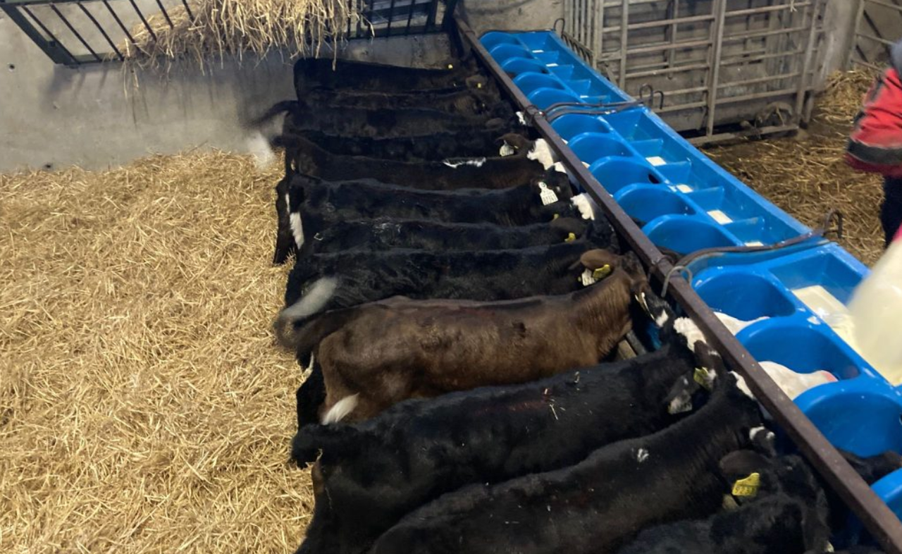 High attrition rates remain in numbers of farmers rearing calves