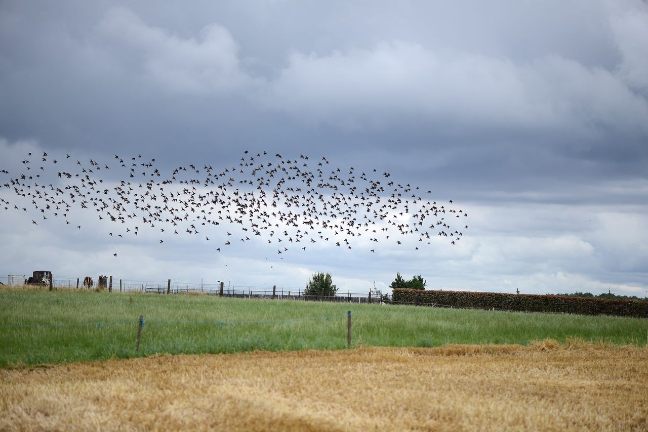 From fields to feathers: Why the EU Birds Directive matters to Irish farmers