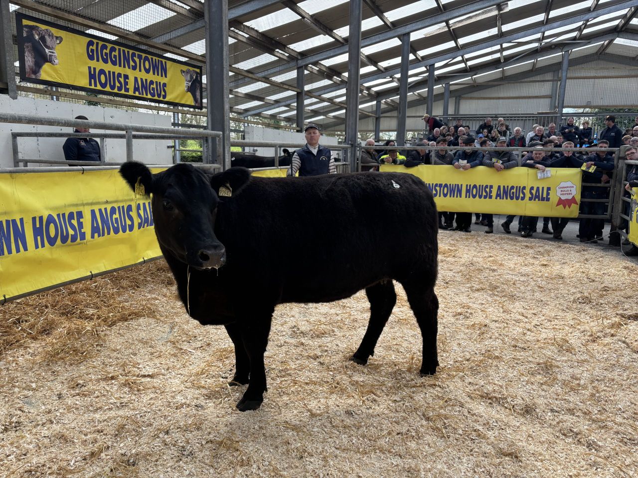 Table: Average price of Gigginstown heifers rises 12% at 2026 sale