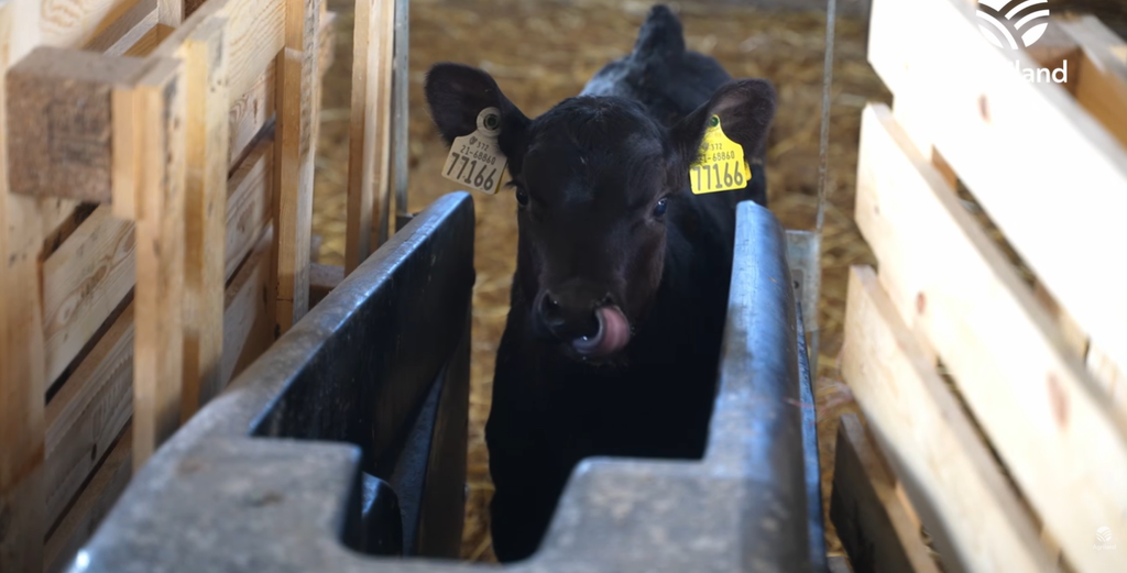 Over 100 calves are currently on the automatic calf feeder