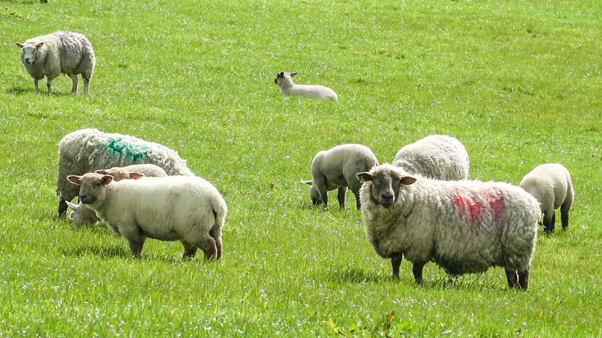 Call for NI dog owners to be alert around livestock this Easter