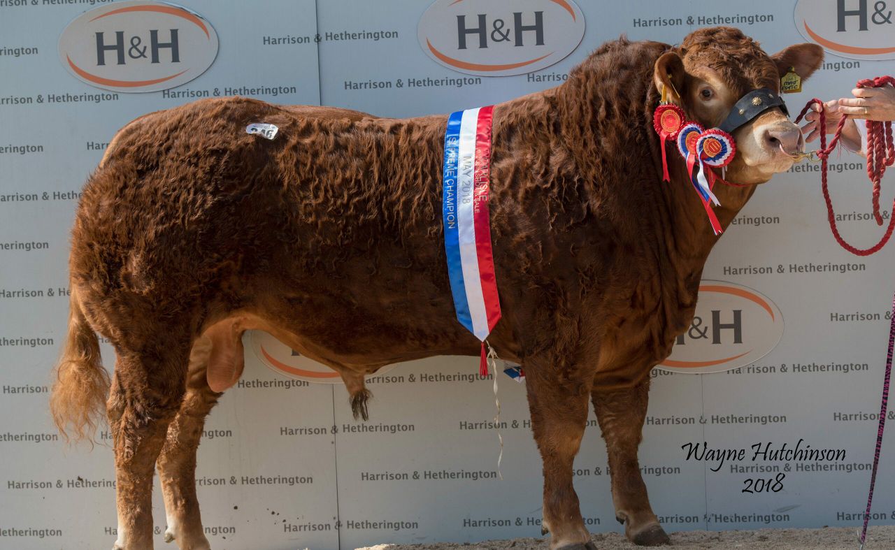 'Majestic' Derry bull fetches 35,000gns at Carlisle