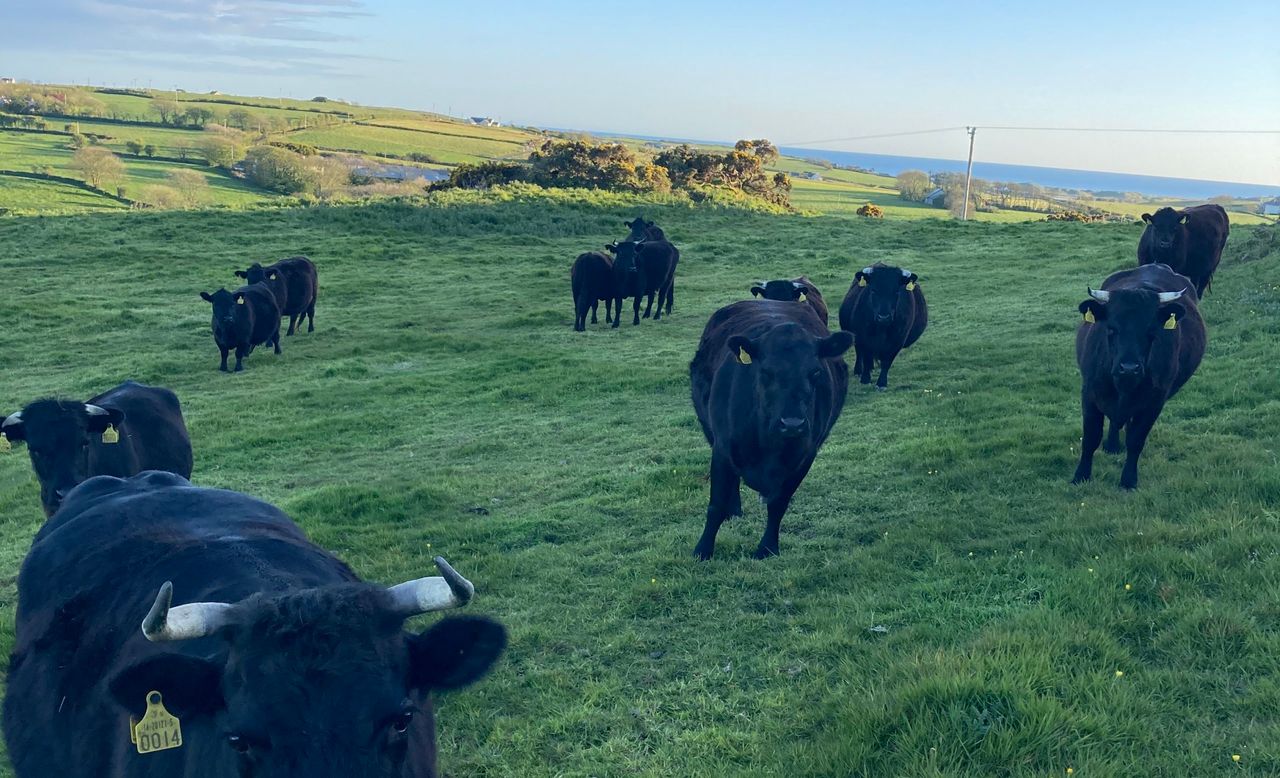 Camus farm capitalises on scenic location