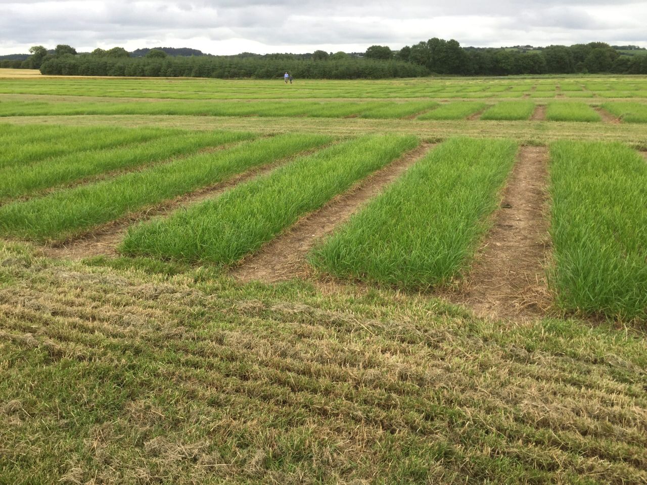 Why 'niche' markets may be the future for grass seed sales in Ireland