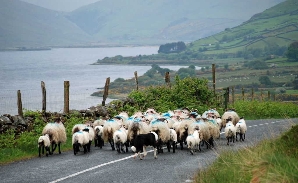 Farmers warned to be extra vigilant after multiple sheep thefts in Donegal
