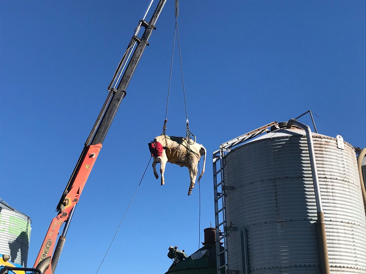 Pics: Trapped cow hoisted free from Kiwi rotary parlour
