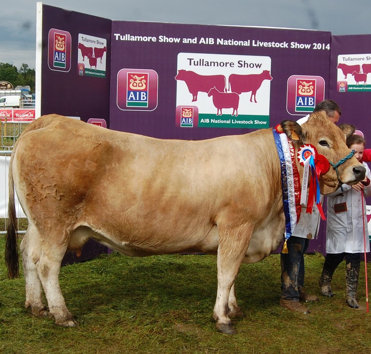 Tullamore Show - Pedigree Cattle results