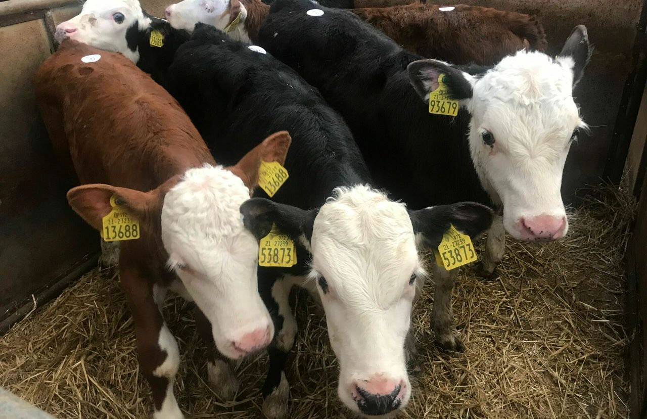 Calves still in demand at Enniscorthy Mart