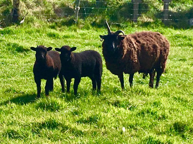Mayo woman develops wool business off the back of her sheep