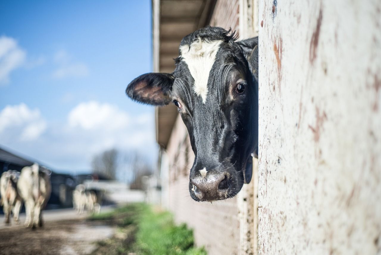 The influence of light on milk and colostrum production
