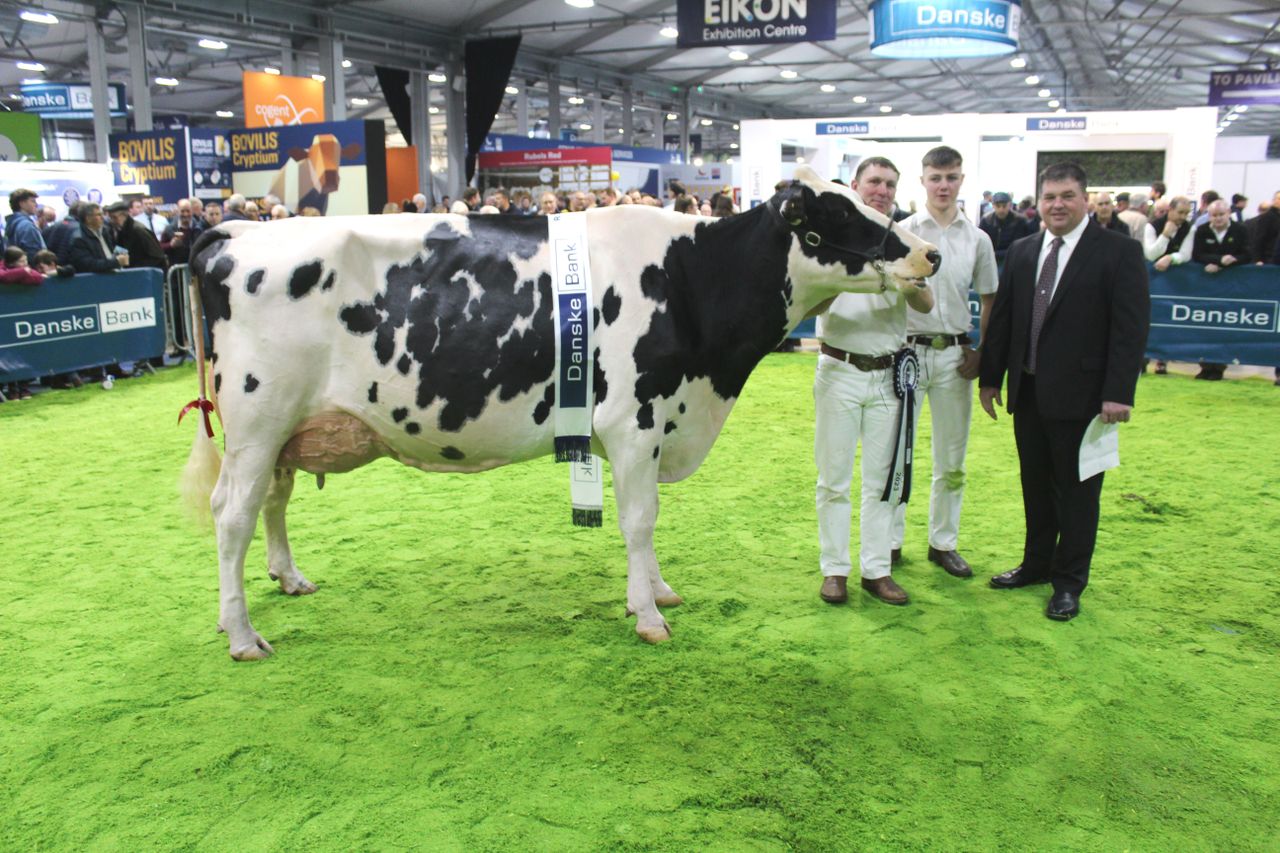 Hallow Holsteins' connections enjoy day to remember at Royal Ulster Winter Fair