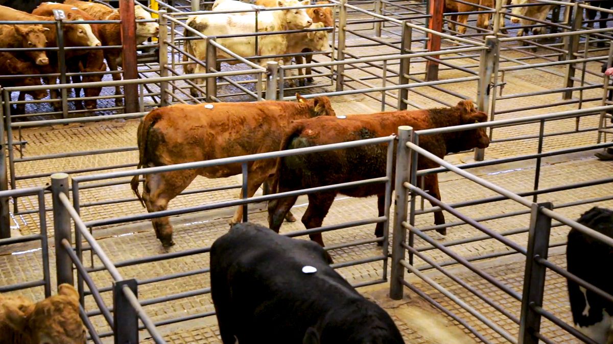 BEAM farmers return to trade as reduction period ends today
