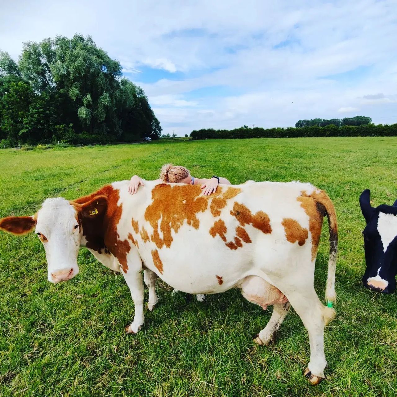 UK farm attracts visitors with 'cow cuddling' experience
