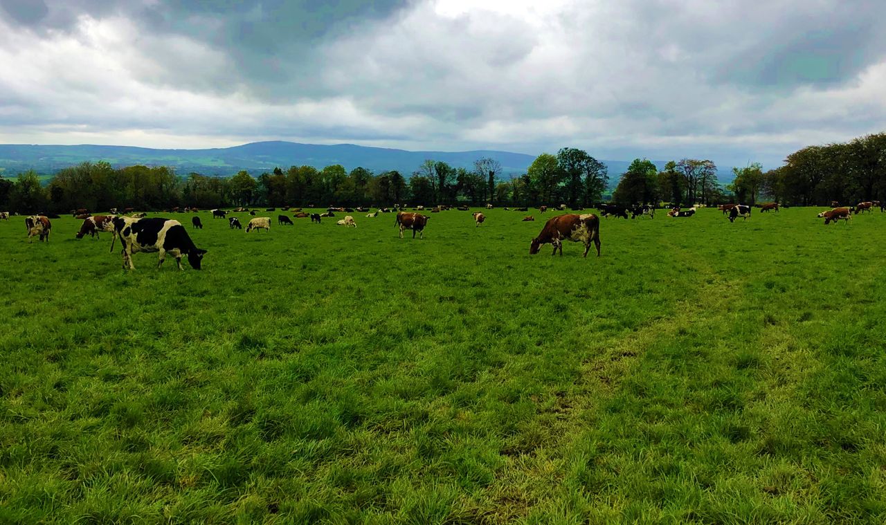 Dairy focus: Swapping black and white for red and white in Co. Cork