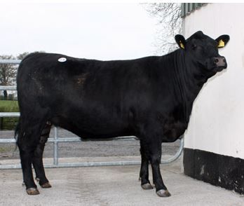 Fancy a bit of Michael O'Leary's Gigginstown herd?