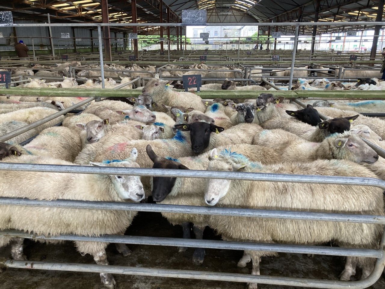Mart report: Spring lamb prices near €5.50/kg at Athenry sale