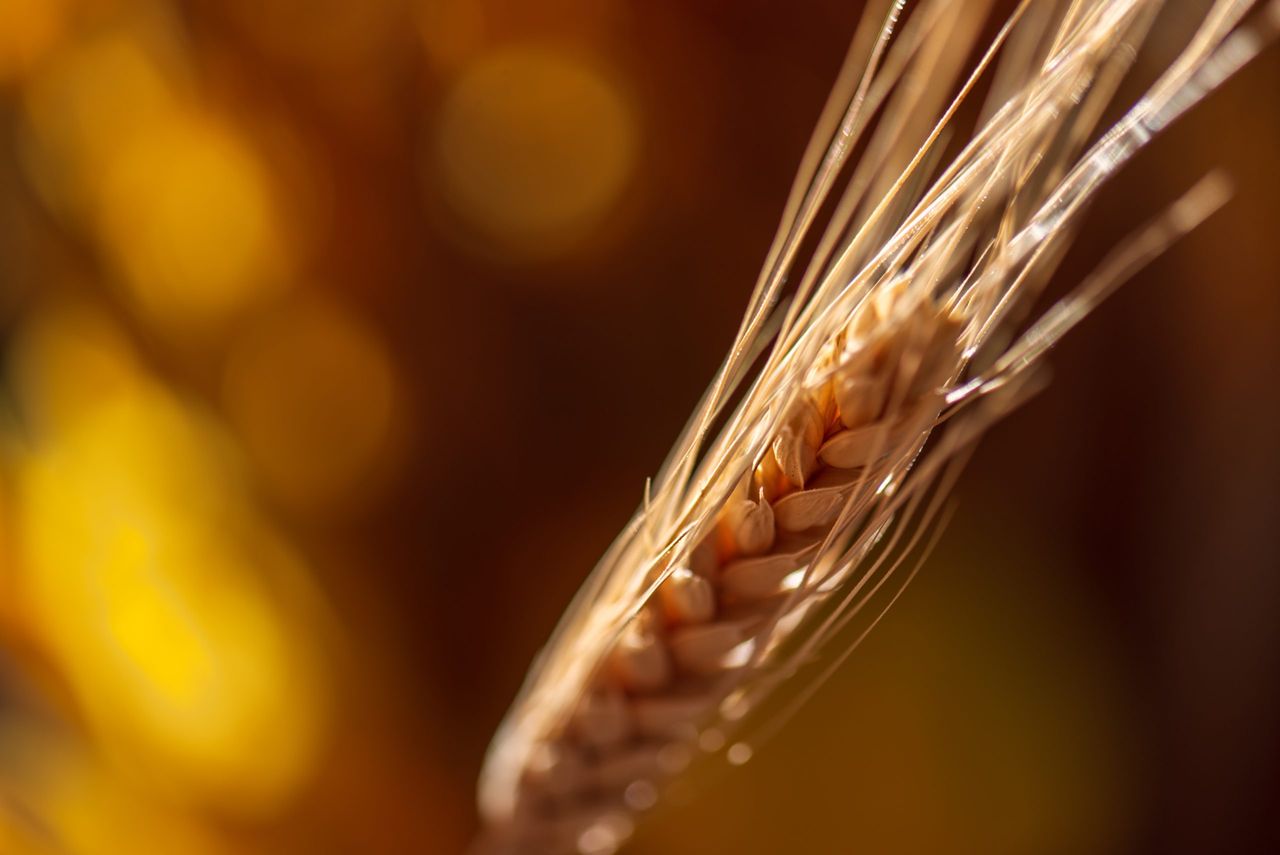 New native grain opportunities within Irish distilling industry