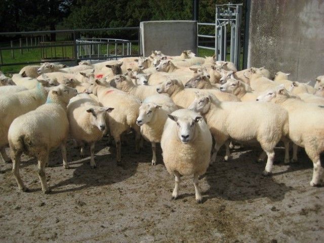 Cumulative sheep kill back by 15,486, a 9% increase in weekly spring lamb kill