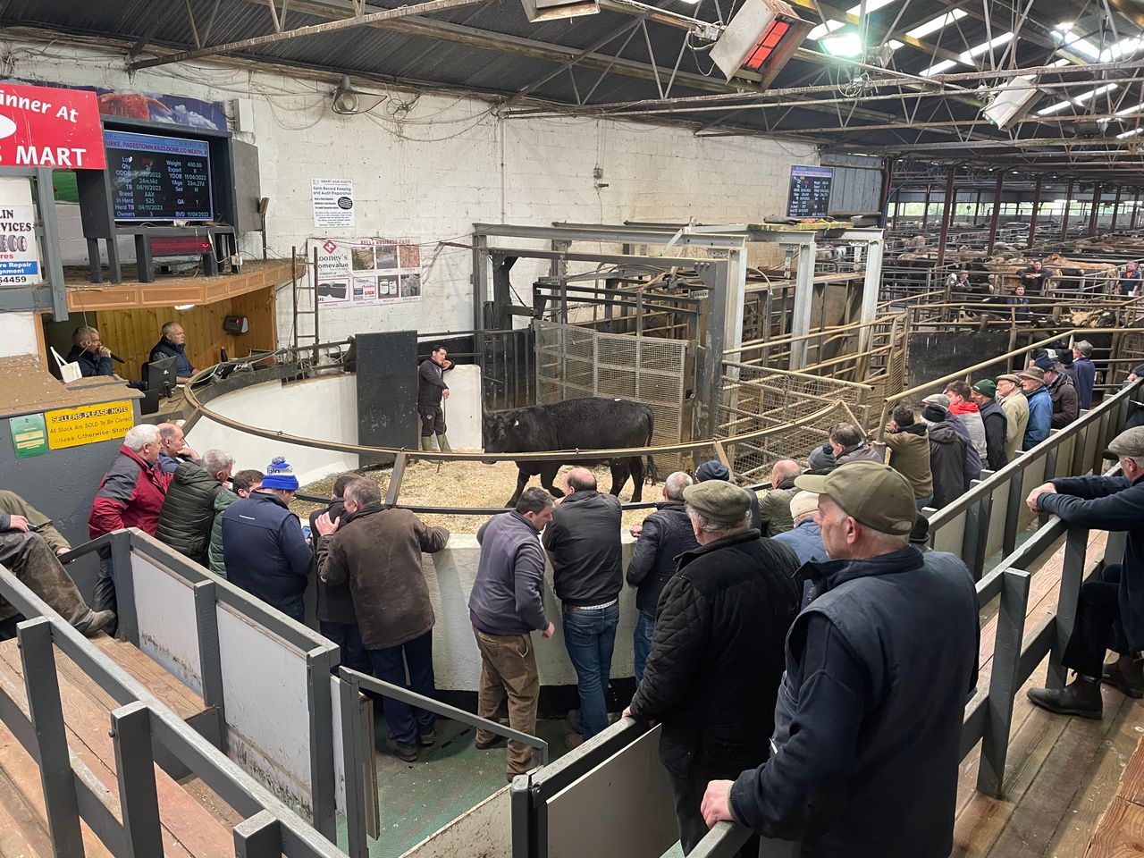 Mart report: Weekly calf and bullock sale at Carnaross