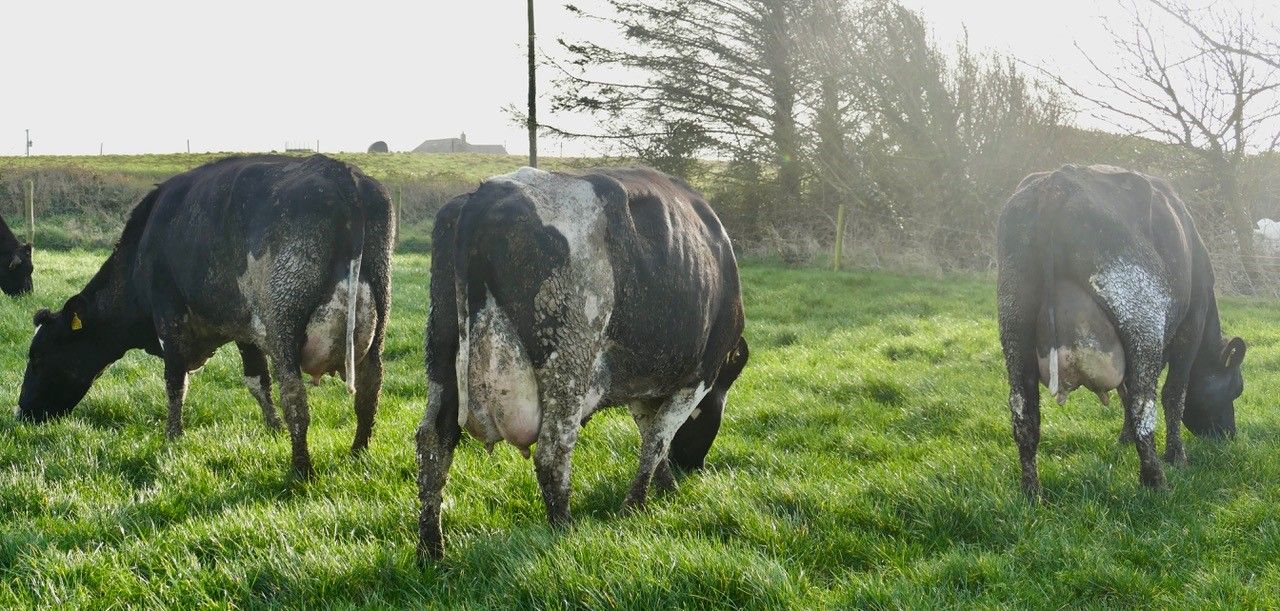 Top Waterford dairy herd set for dispersal sale