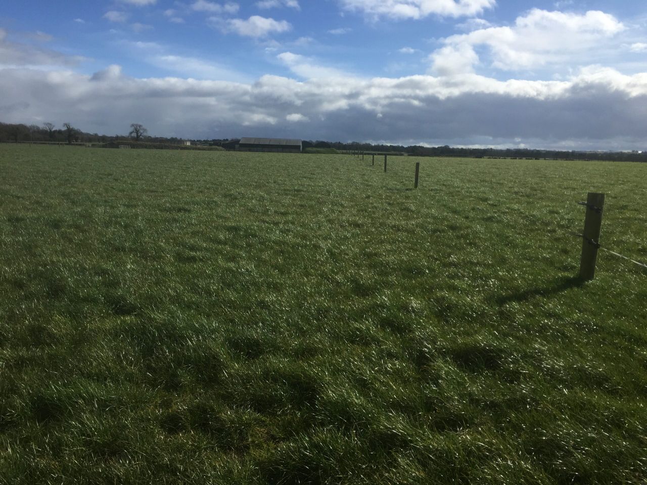 Spring Nitrogen is essential for grass growth on beef farms - Teagasc