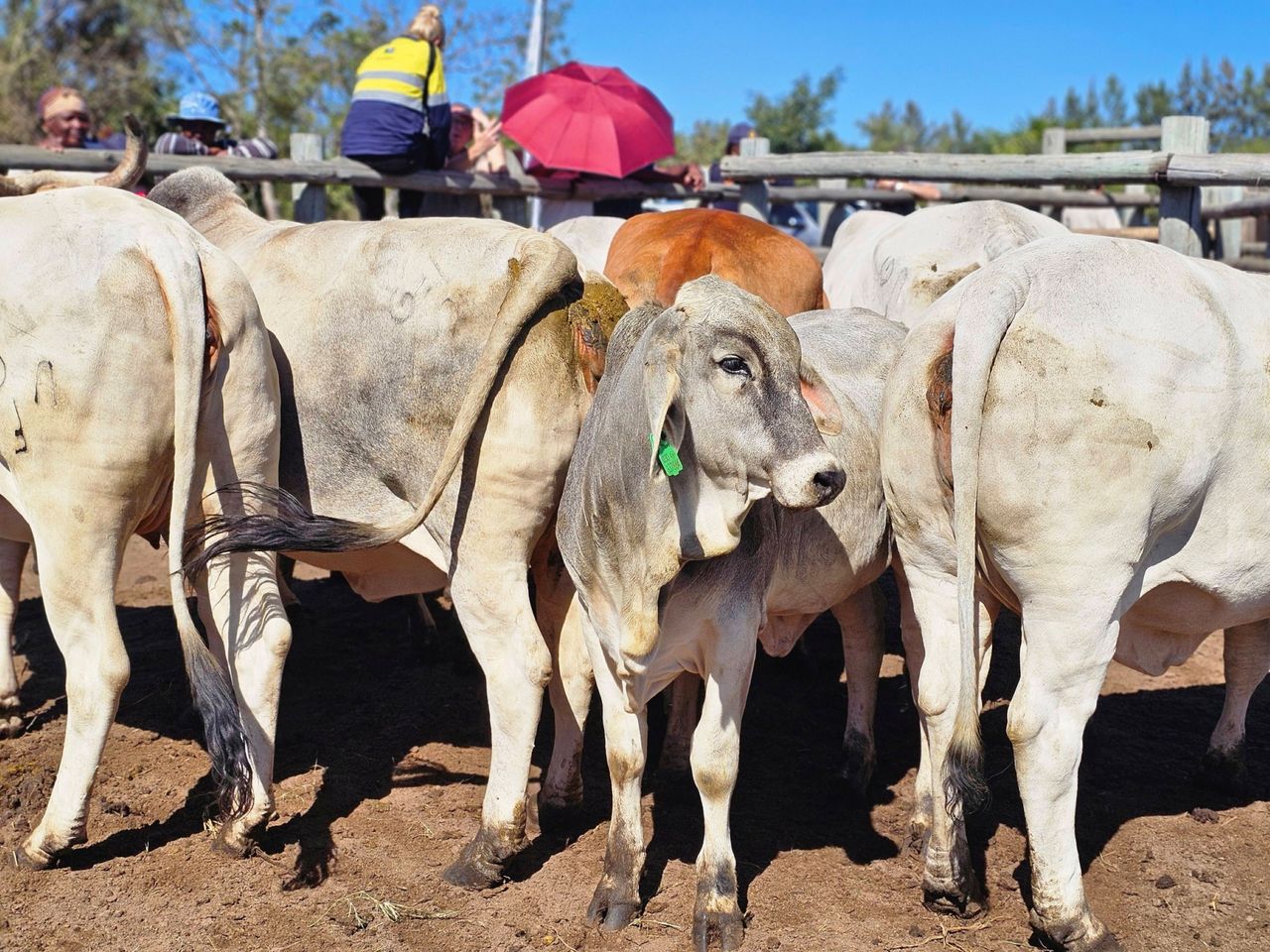 South Africa FMD crisis escalates as cows reinfected after vaccination