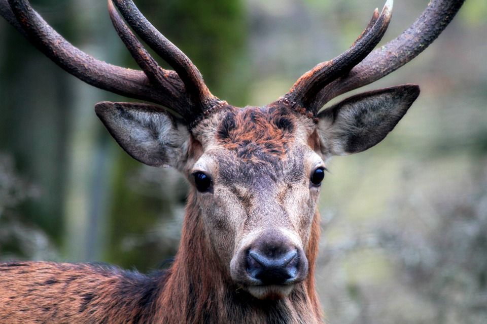 'Sheer number of deer has gotten out of control' - TD