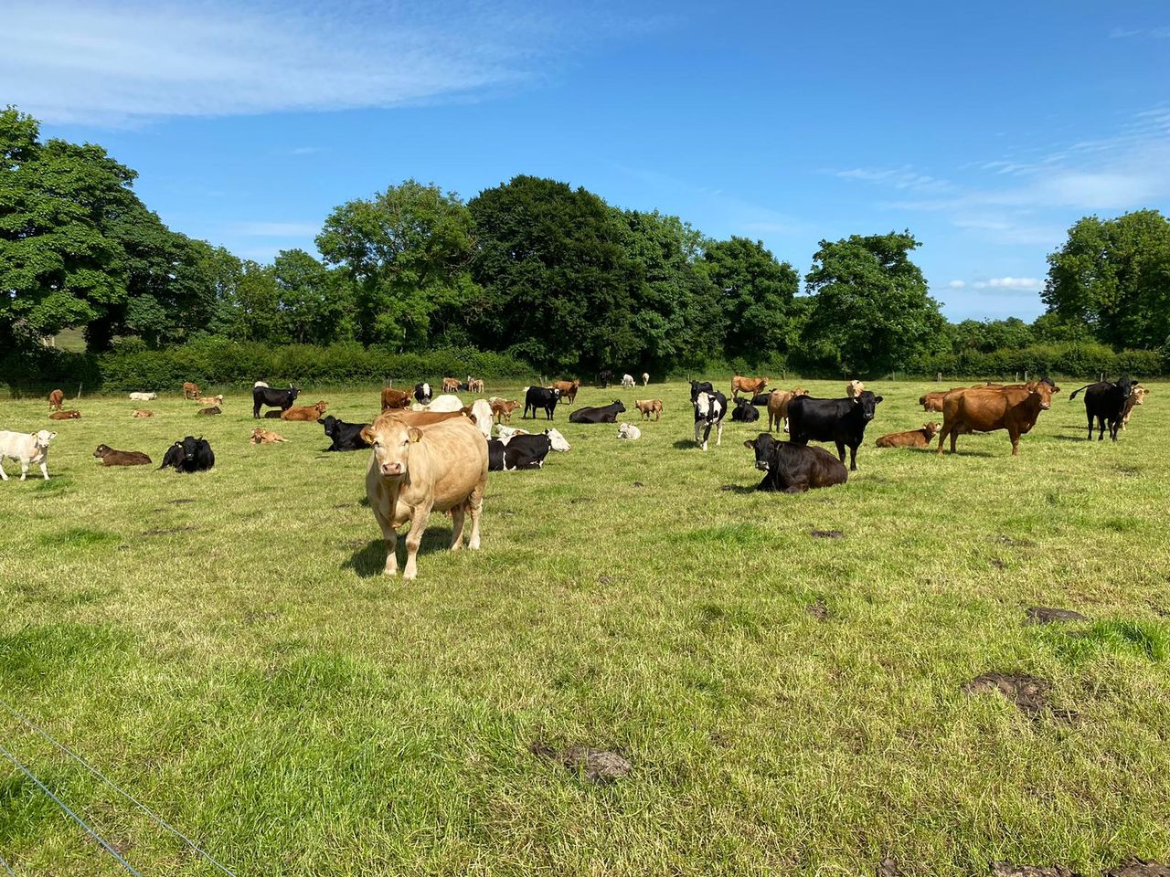 ABP monitor farm update: Breeding and reseeding in Tipp