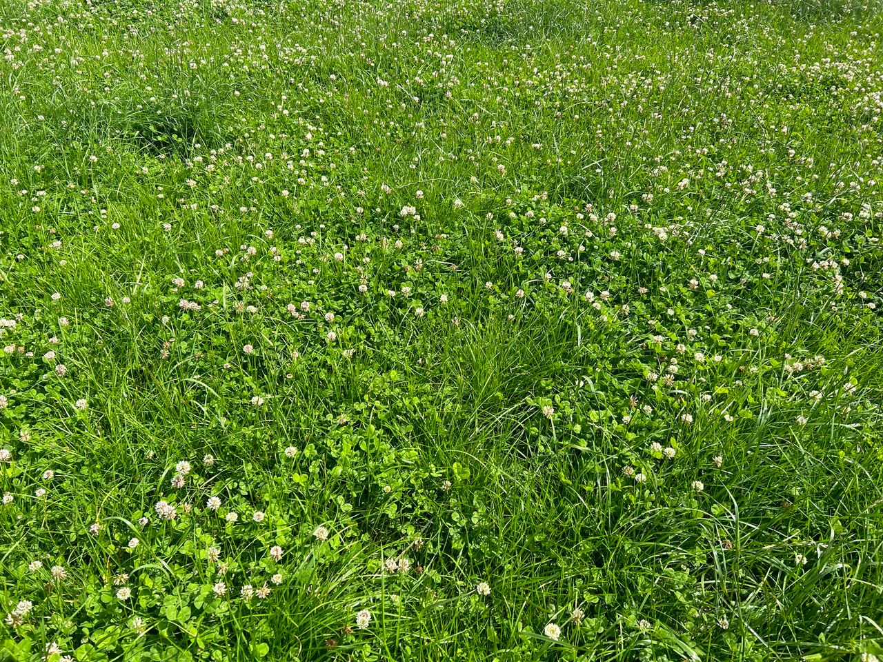 Lakeland Dairies farms 'in top 20% nationally' for soil fertility