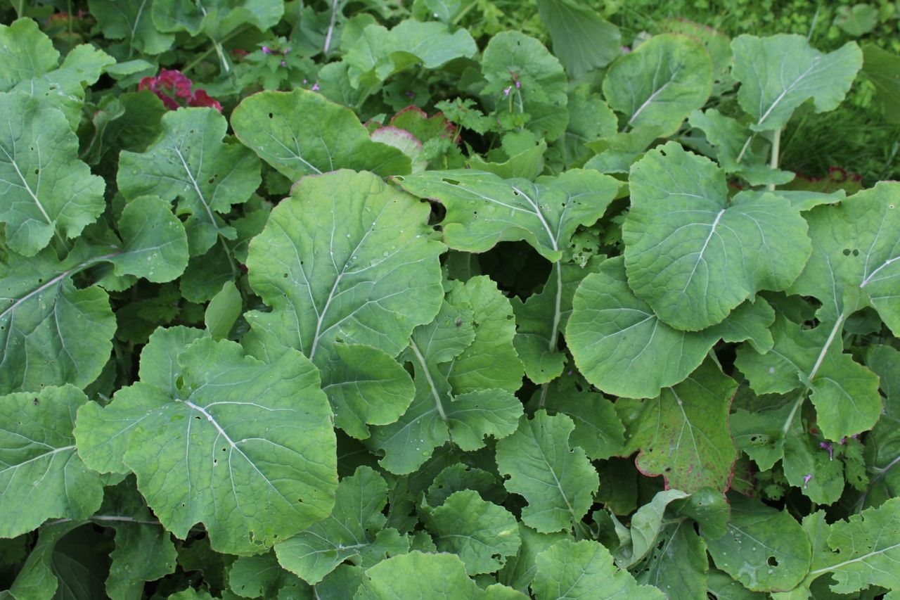 Impact of catch and cover crops on potassium cycling