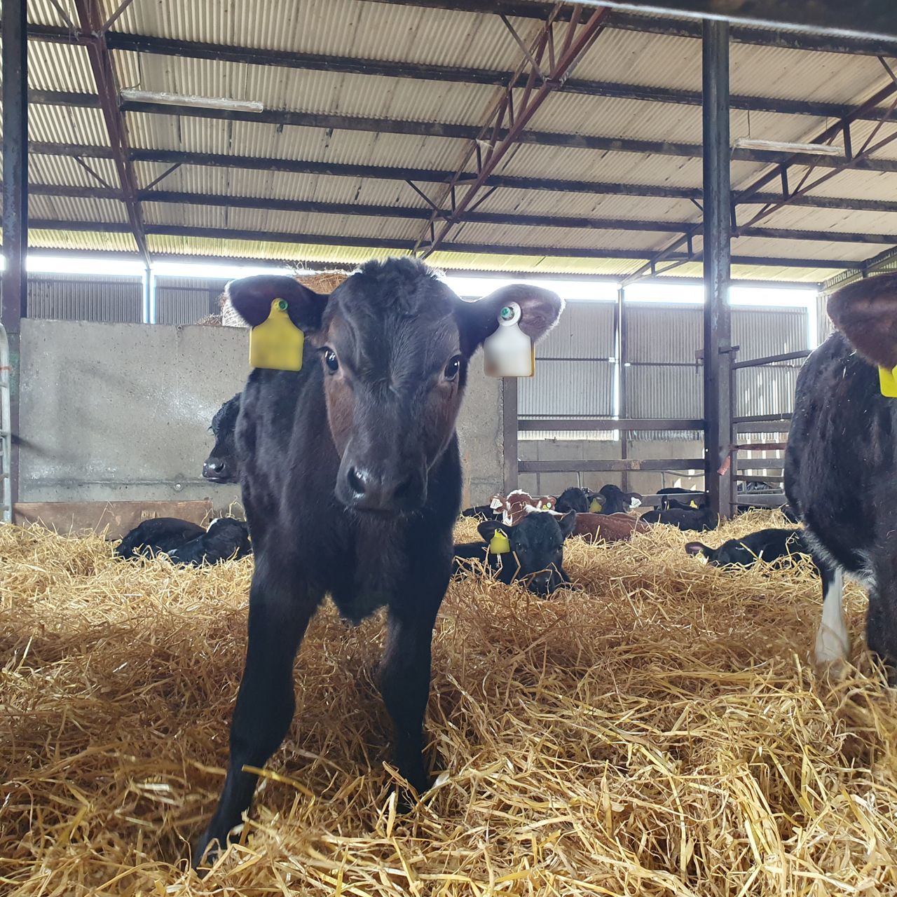 Calf registrations from dairy dams fall by 100,000 to date