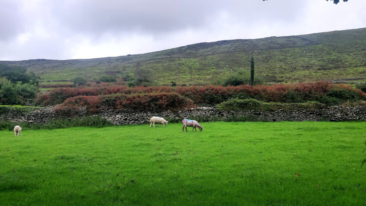 Minister outlines rules on sheep semen imports to Ireland