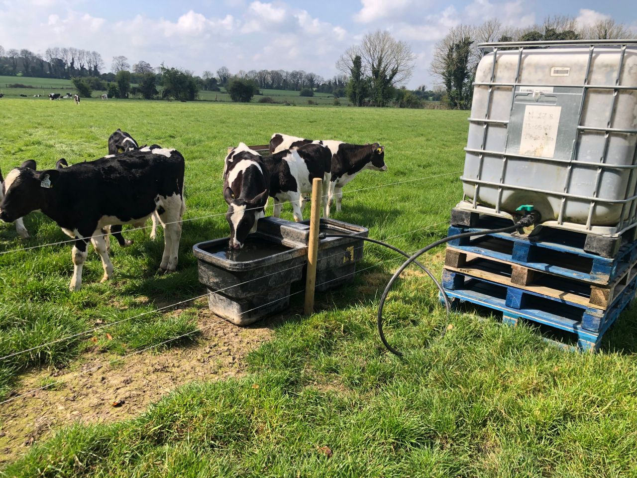 Managing the transition for dairy-beef calves going to grass