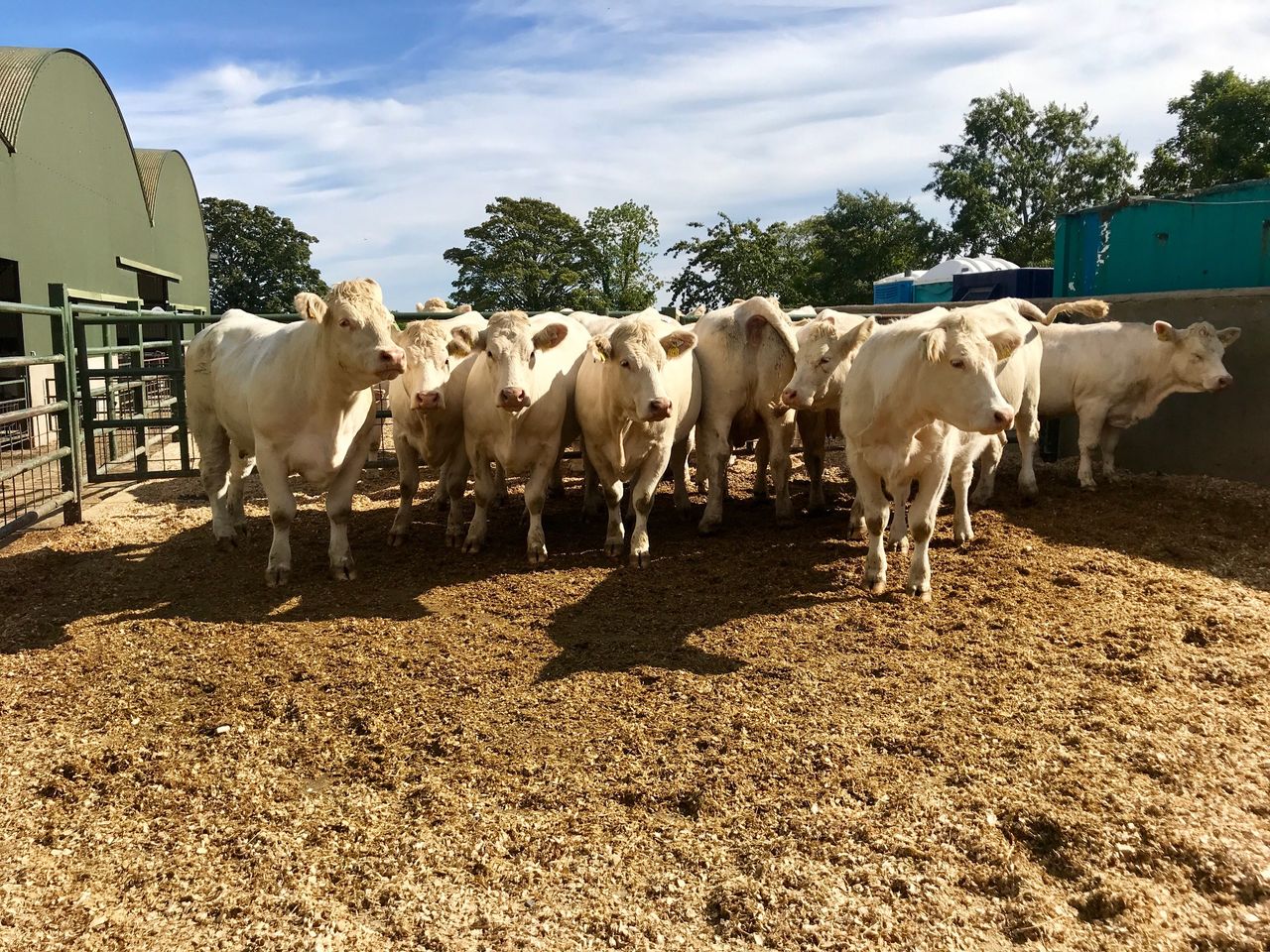 Pics and prices: Skidoo female pedigree Charolais herd sells for over €350,000