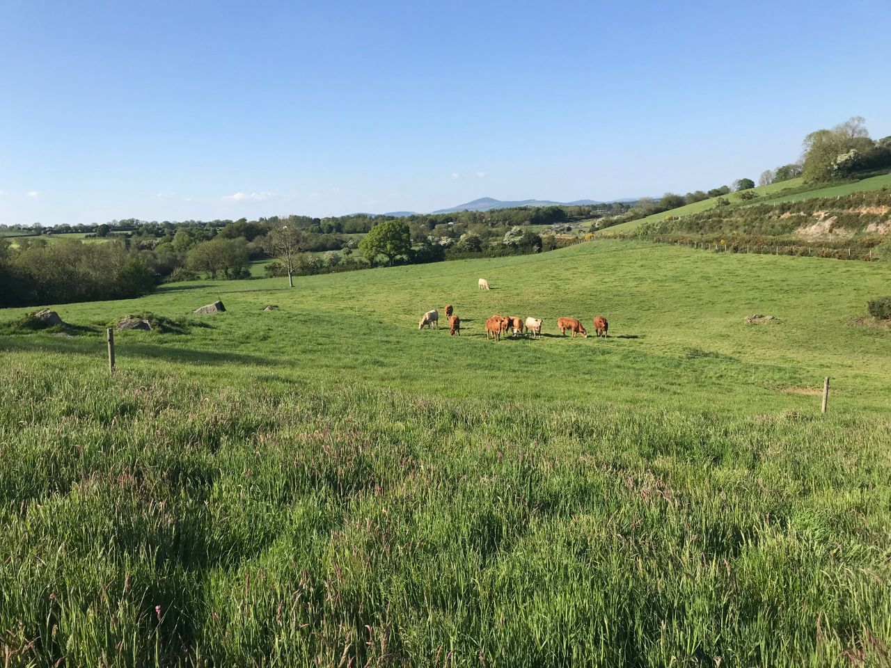Killabeg roadside holding for sale by online auction