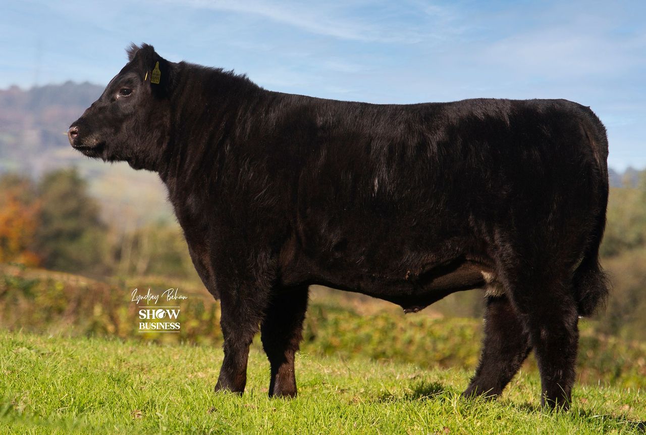 Entries open for Angus calf show with €10,000 prize fund