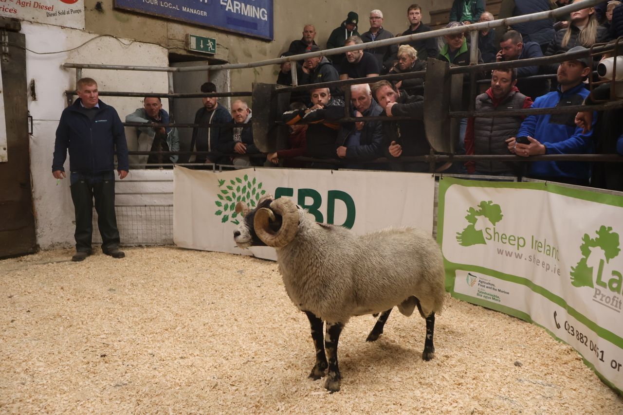 Hill Multi-Breed Ram sale returning to Manorhamilton in October